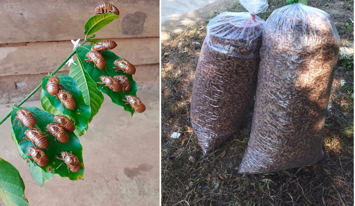 Khá nhiều thông tin thu mua xác ve sầu với giá cao ngất ngưởng trên mạng xã hội