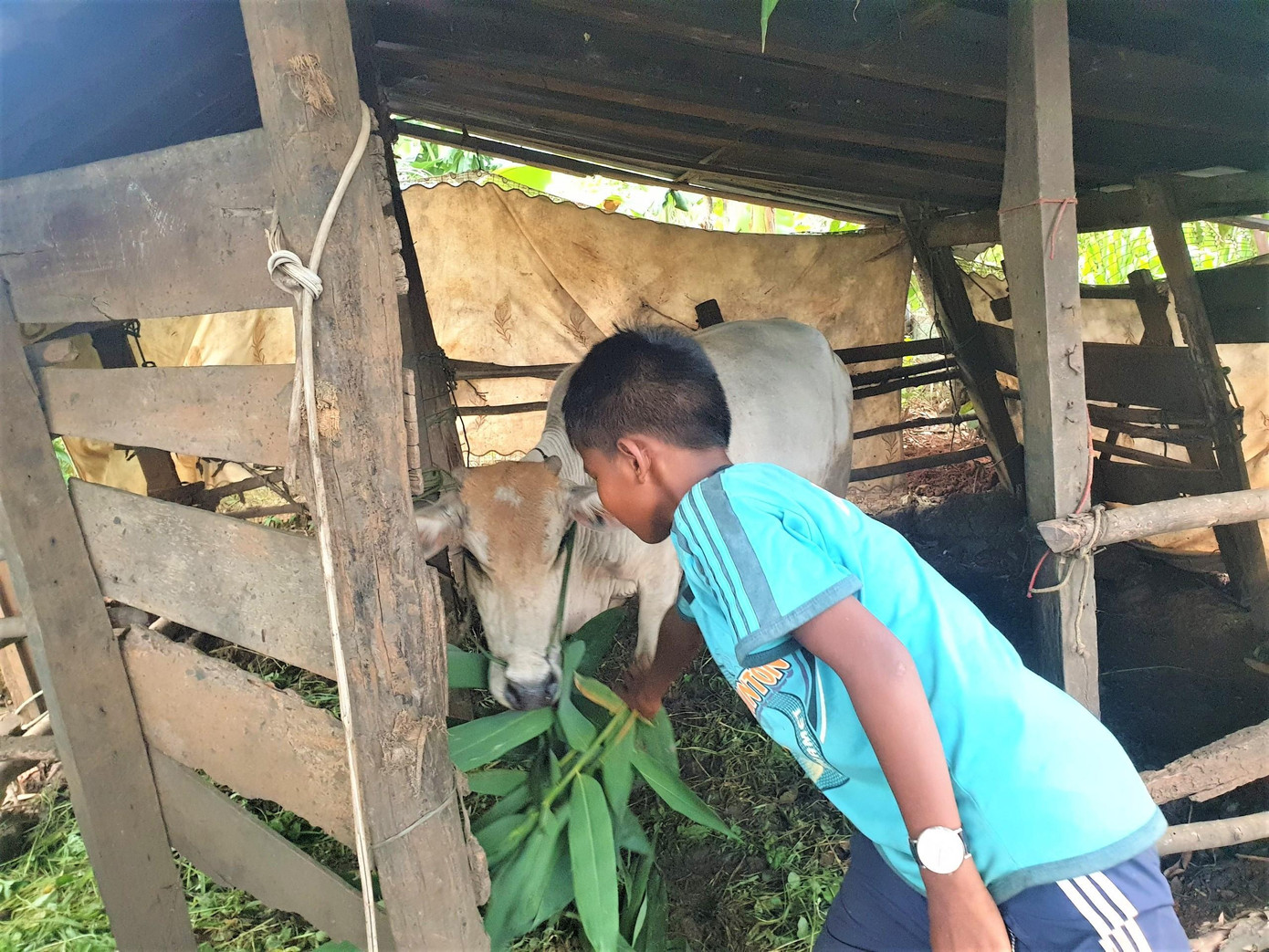 Y.H. chăn bò phụ giúp ông bà