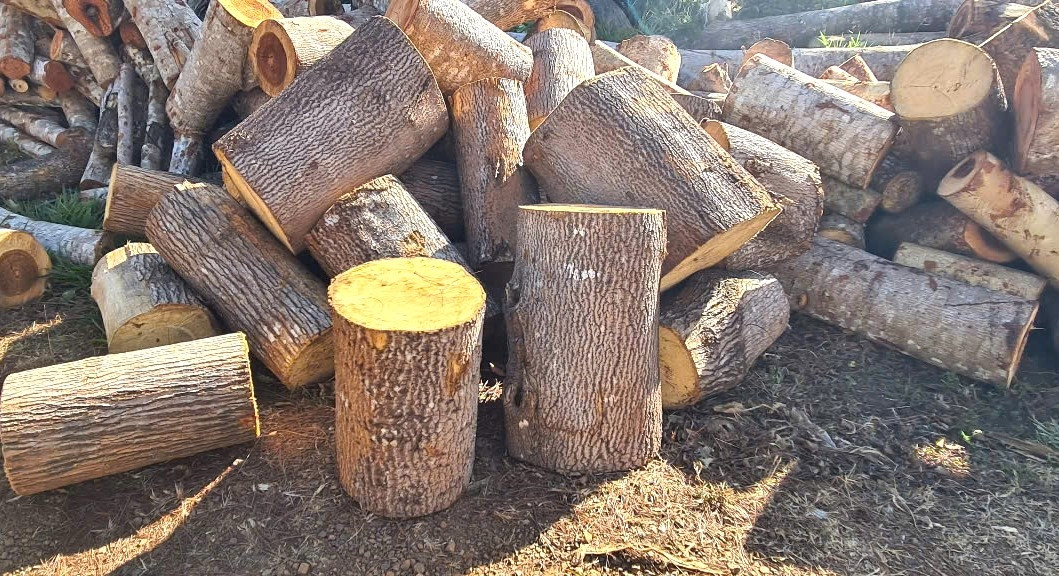 Tang vật vụ khai thác rừng trái phép.