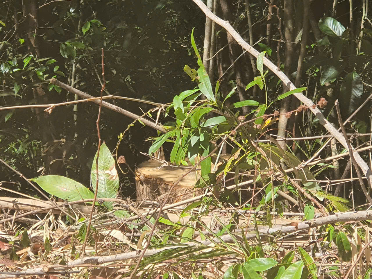 Hiện trường vụ cây rừng bị cưa hạ dọc tuyến tuần tra biên giới Đắk Nông Hiện trường vụ cây rừng bị cưa hạ dọc tuyến tuần tra biên giới Đắk Nông