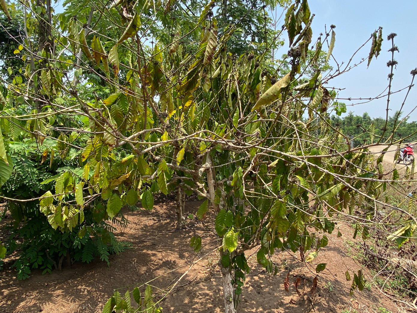 Cây cà phê bị héo khô vì hạn Cây cà phê bị héo khô vì hạn