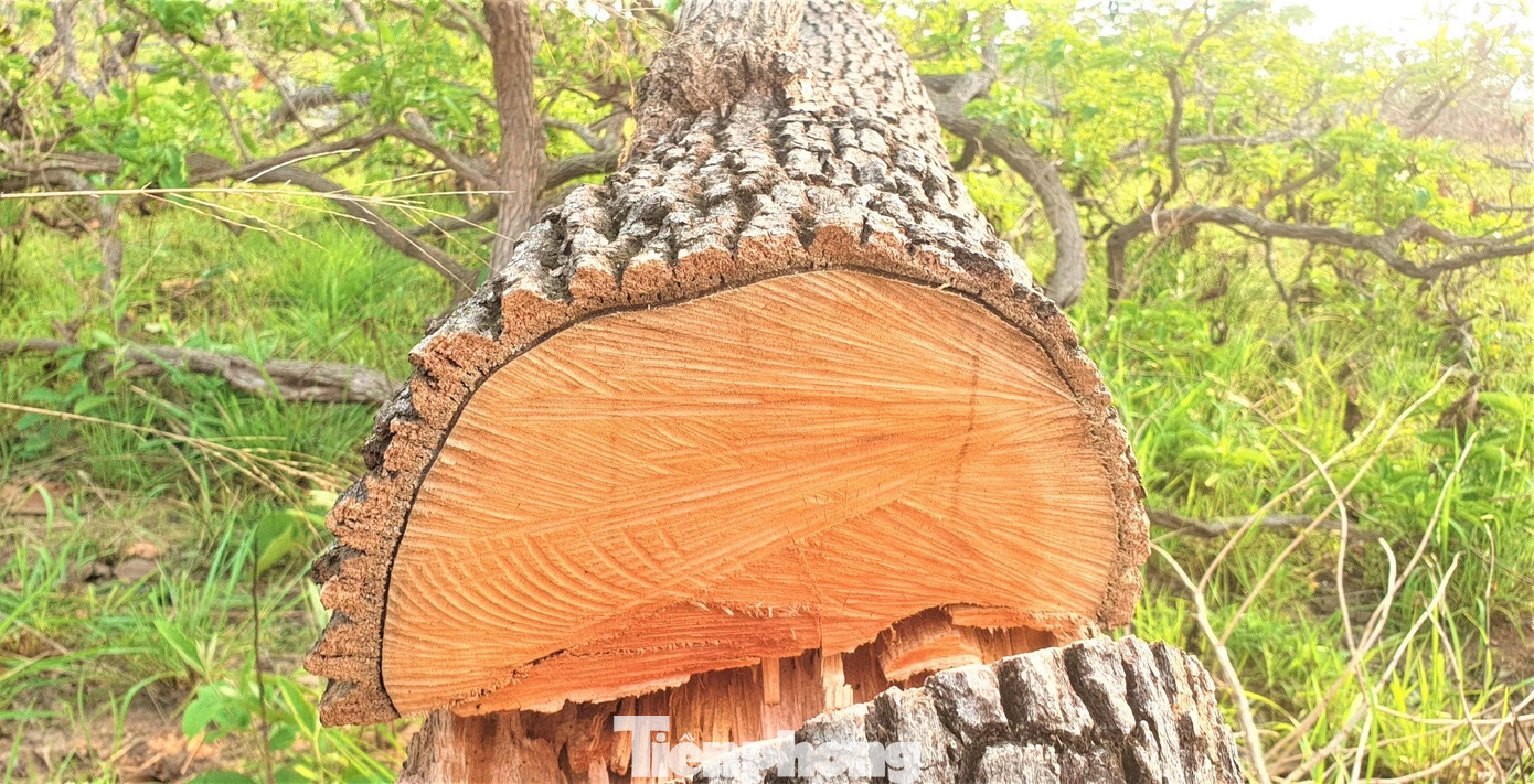 Cây rừng bị cưa hạ tại xã Ya Tờ Mốt (huyện Ea Súp) Cây rừng bị cưa hạ tại xã Ya Tờ Mốt (huyện Ea Súp)