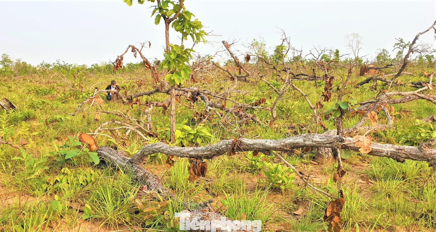 Hiện trường vụ phá rừng quy mô lớn tại huyện Ea Súp Hiện trường vụ phá rừng quy mô lớn tại huyện Ea Súp