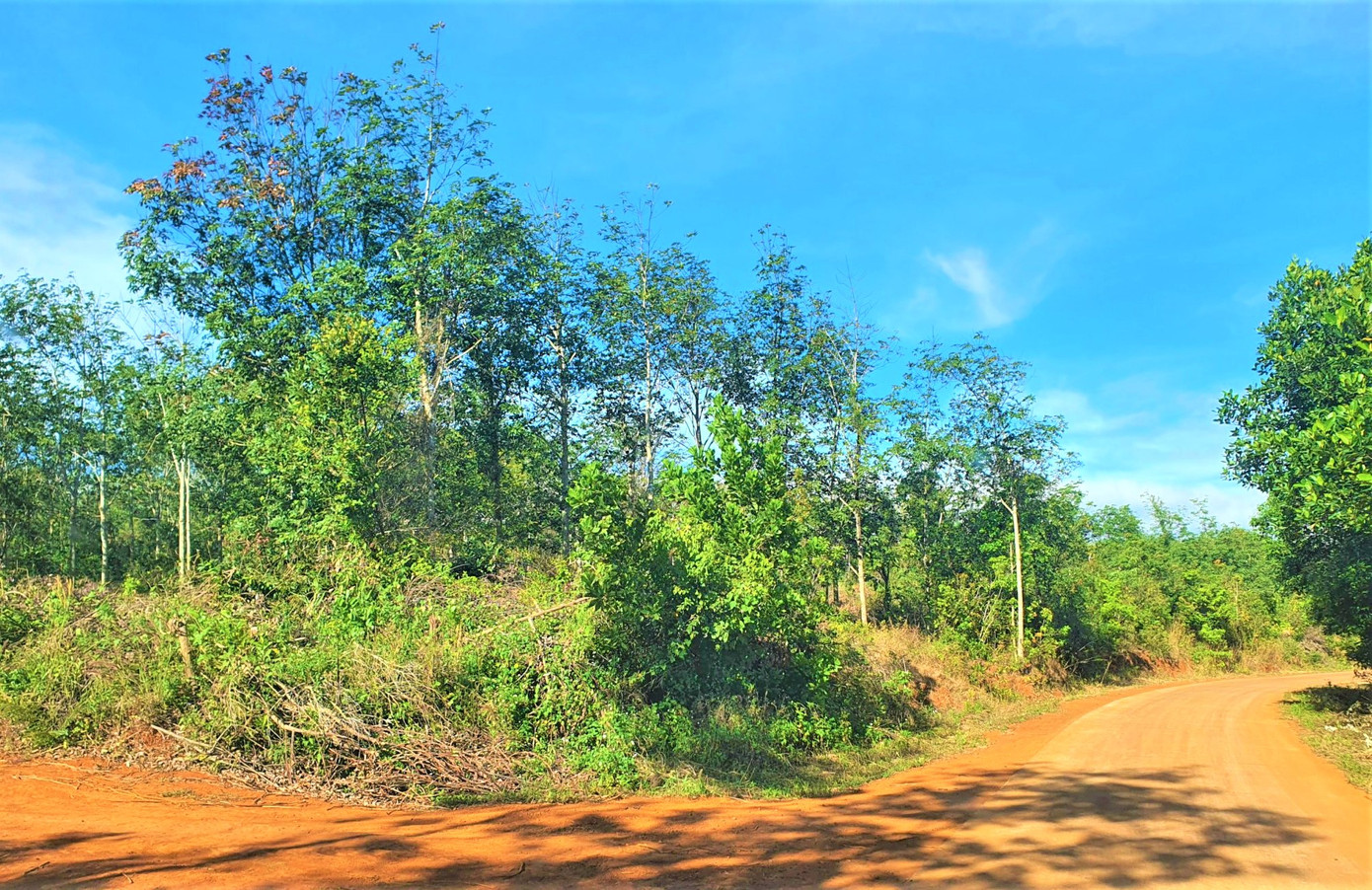 Một phần đất thuộc quản lý của Cty Lâm nghiệp Nam Tây Nguyên