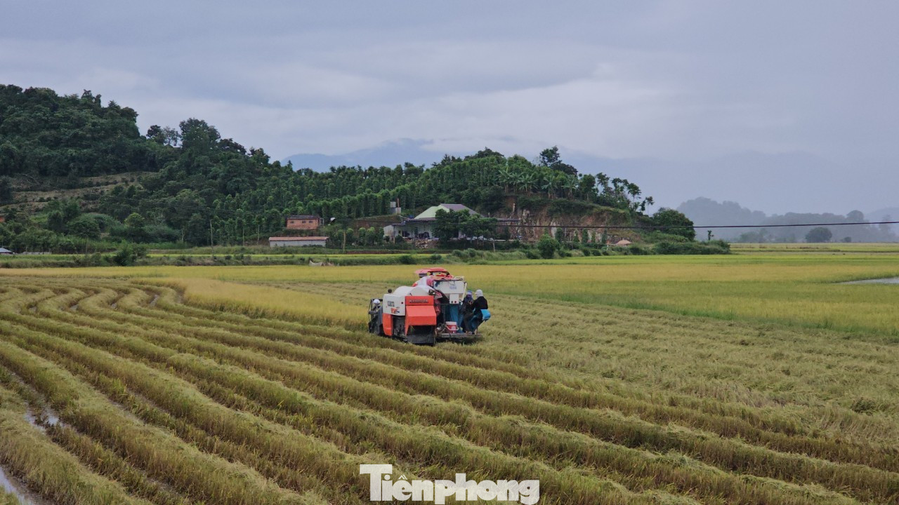 Cánh đồng lúa huyện Krông Ana