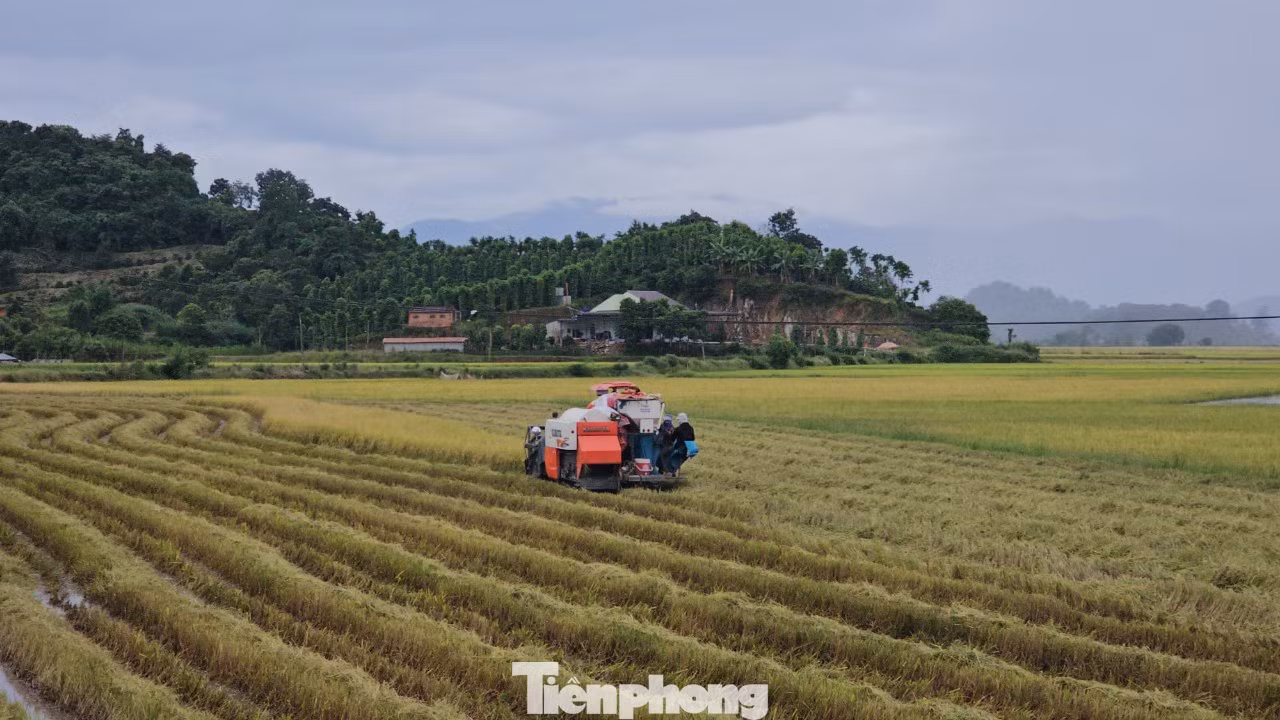 Cánh đồng lúa huyện Krông Ana
