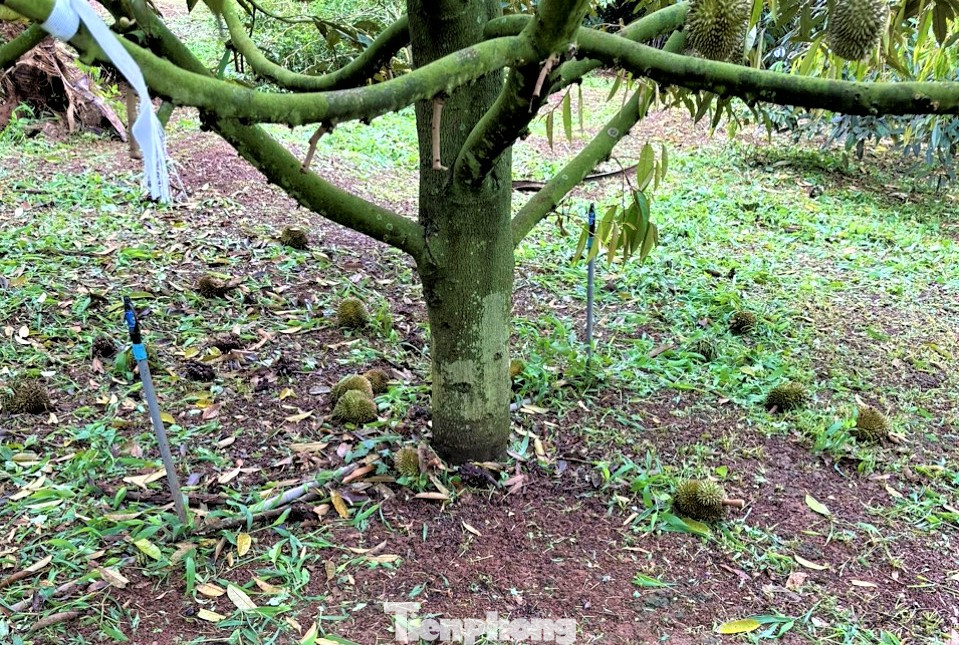 Sầu riêng nhà anh Phước bị rụng