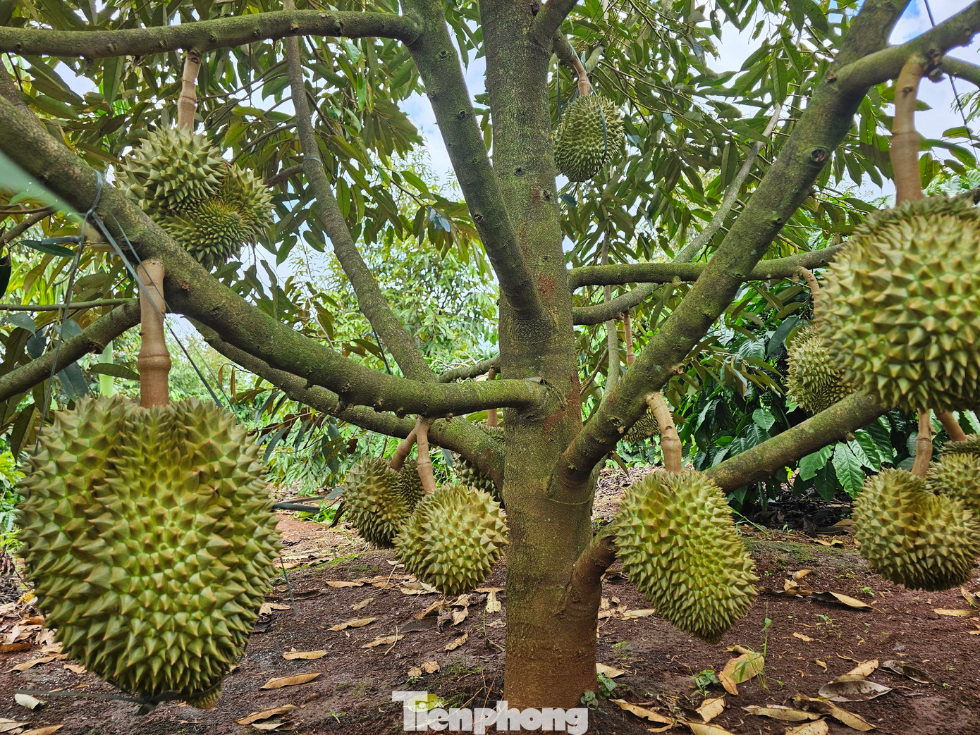 Chưa đầy 2 tháng nữa, sầu riêng sẽ cho thu hoạch