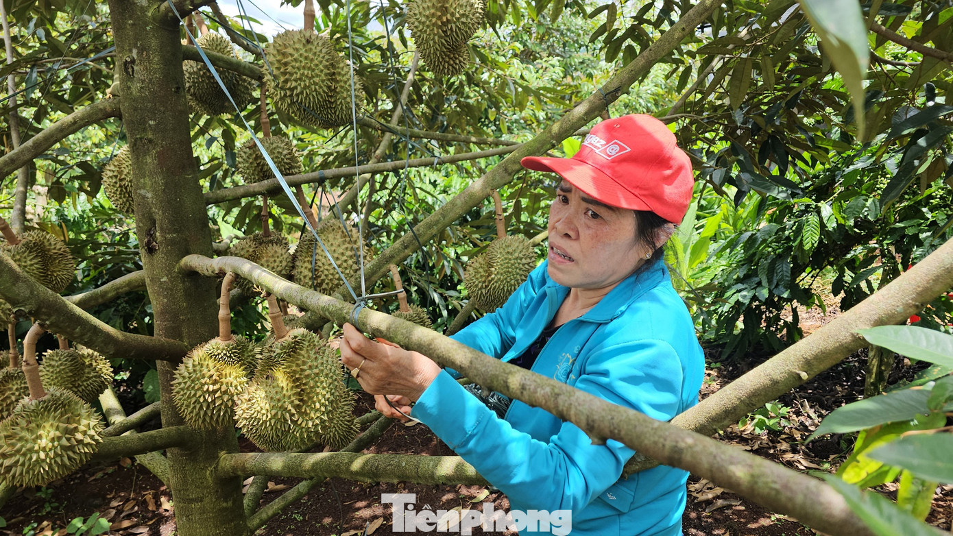 Người dân neo các cành lại với nhau cho thật chắc chắn