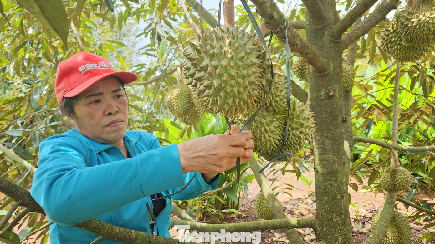 Nông dân buộc sầu riêng trên cây