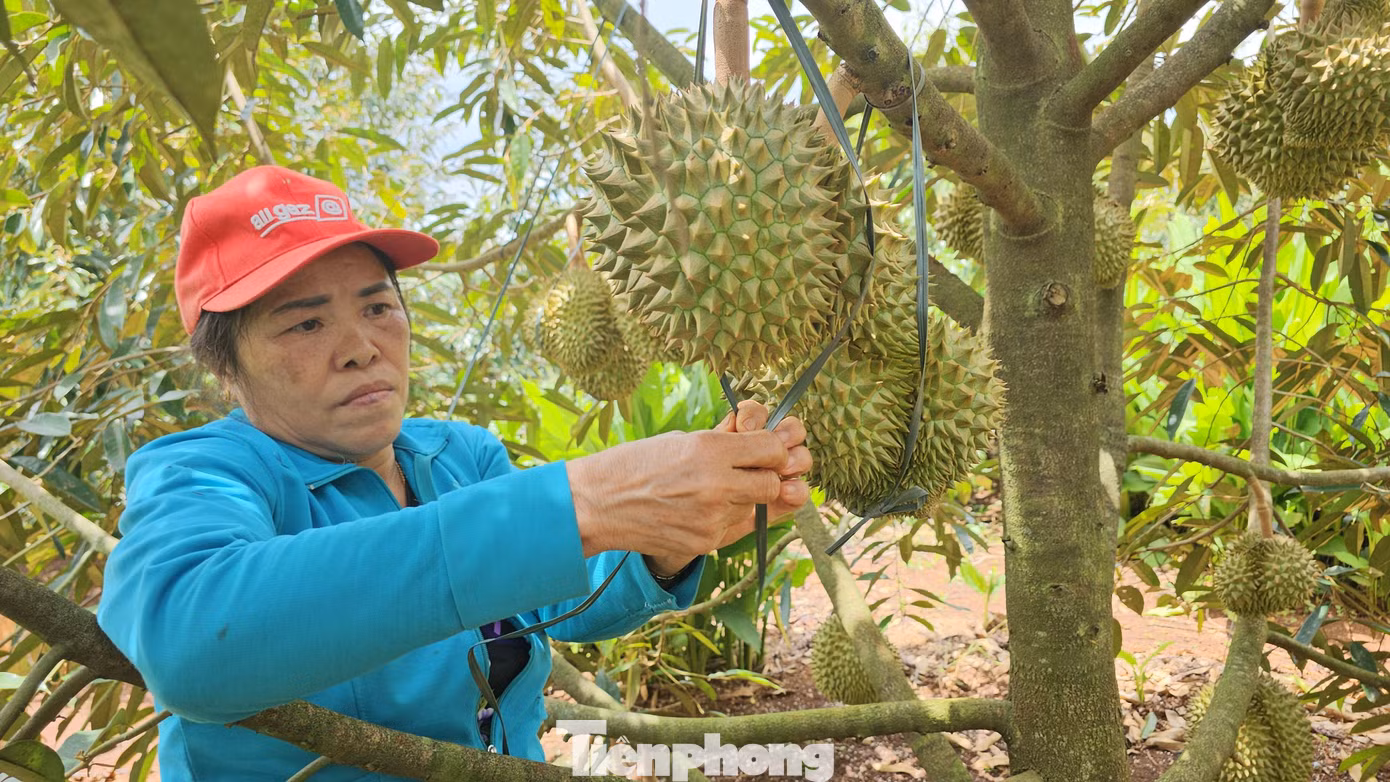 Nông dân buộc sầu riêng trên cây