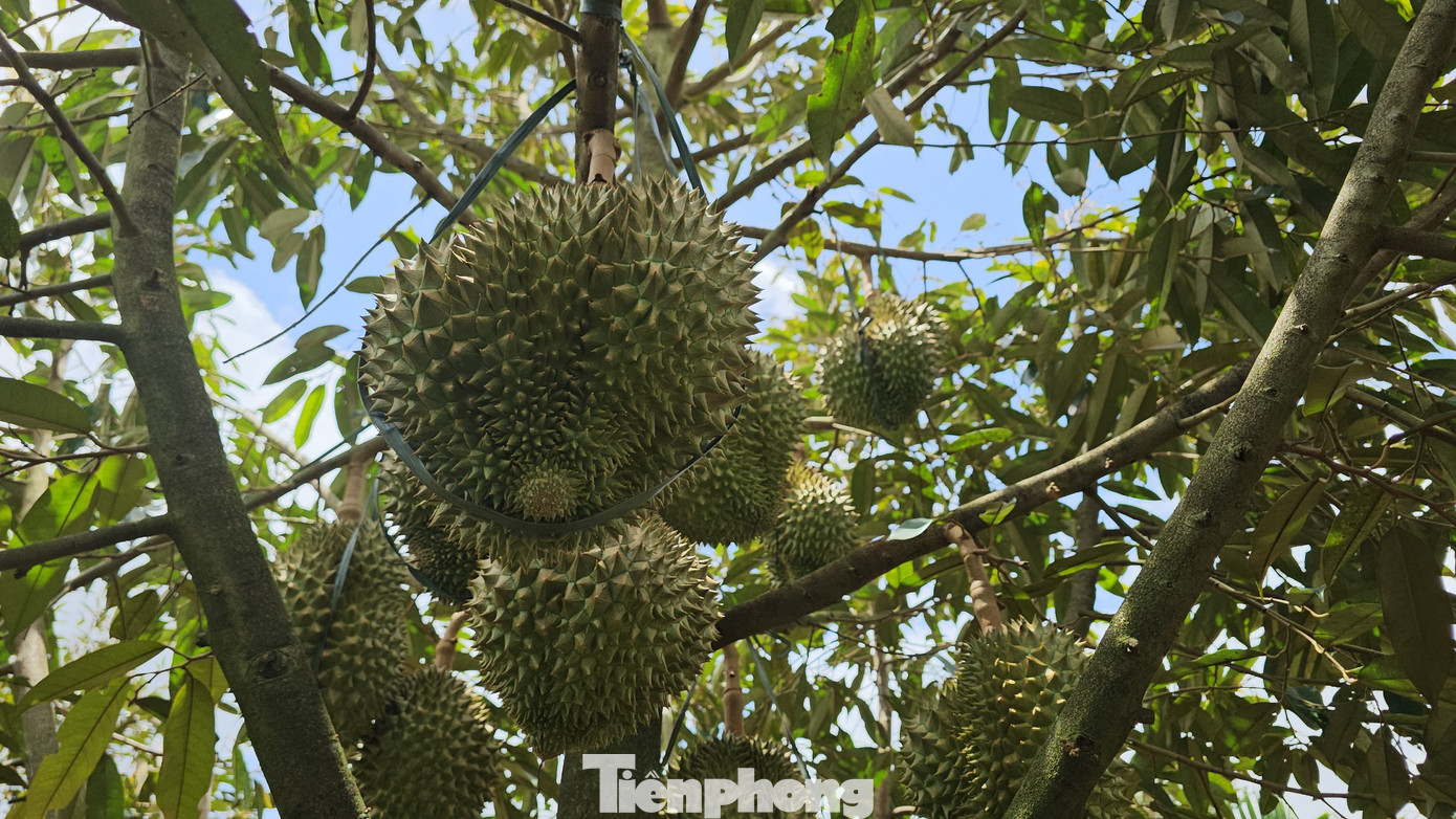 Sầu riêng được buộc vào cành, tránh bị rụng vì mưa gió
