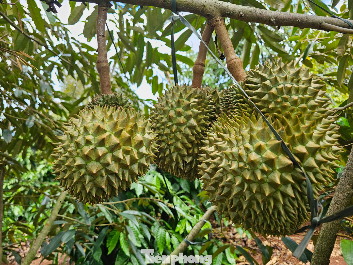 Chưa vào mùa, thương lái đã đến tận vườn đặt mua với giá cao