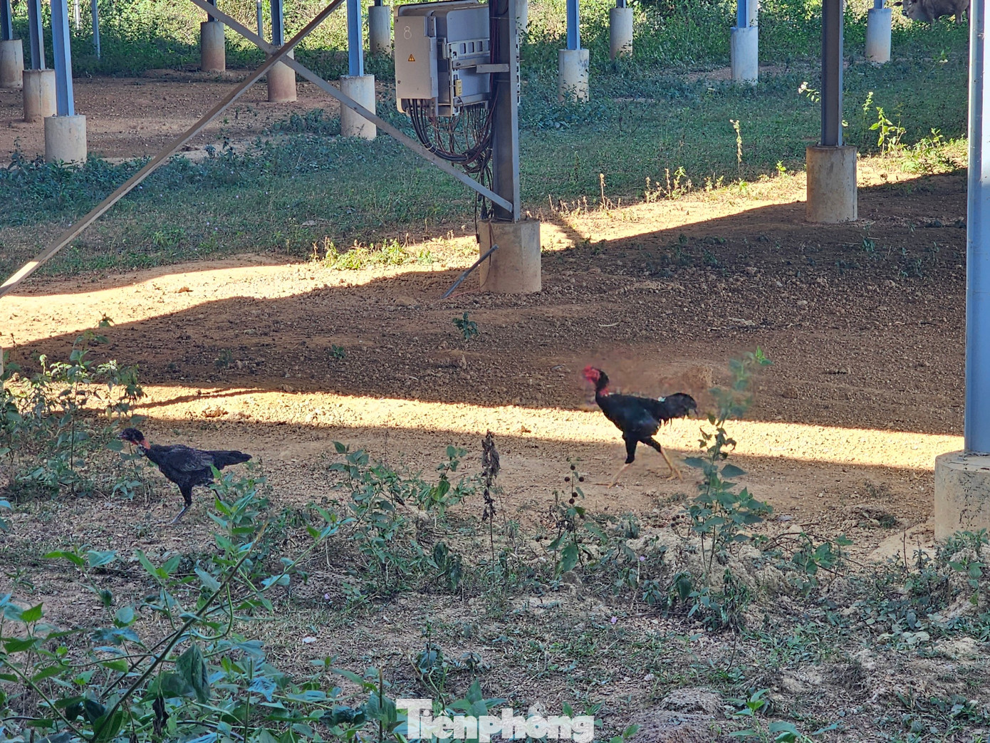 Hình ảnh thực tế tại trang trại của bà T. (xã Đắk Sôr).