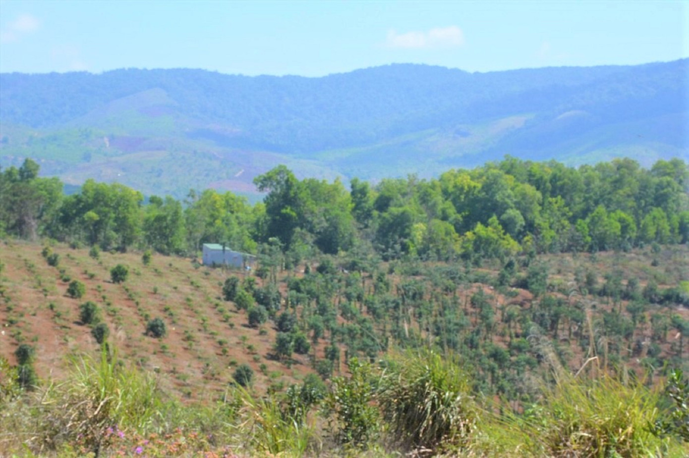 Khu vực đất thuộc rừng phòng hộ Krông Năng Khu vực đất thuộc rừng phòng hộ Krông Năng