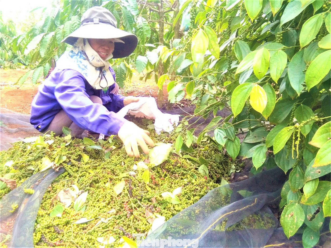 Đắk Lắk mới rục rịch thu hoạch hồ tiêu Đắk Lắk mới rục rịch thu hoạch hồ tiêu