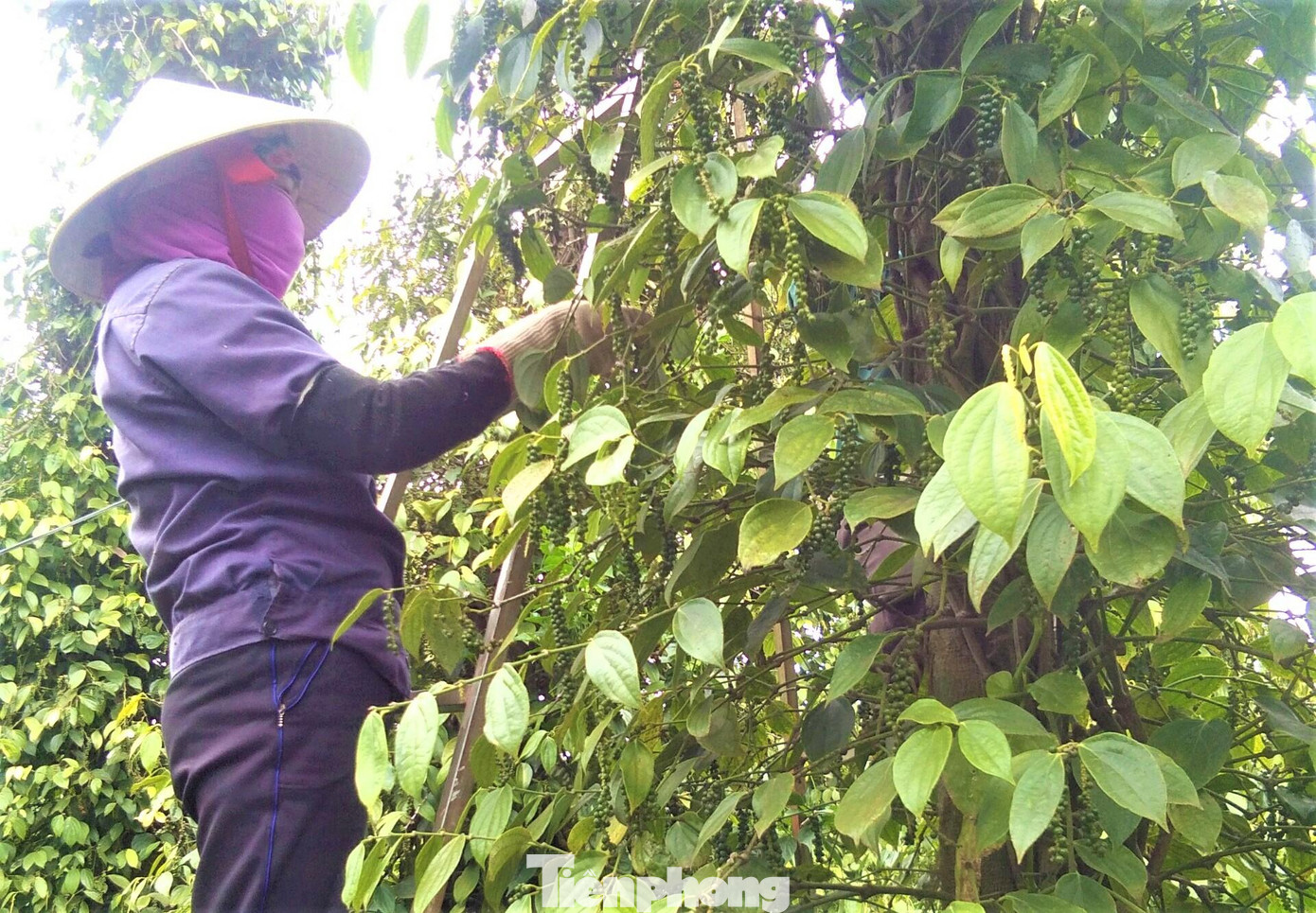 Nông dân bắt đầu mùa thu hoạch hồ tiêu năm 2022 Nông dân bắt đầu mùa thu hoạch hồ tiêu năm 2022