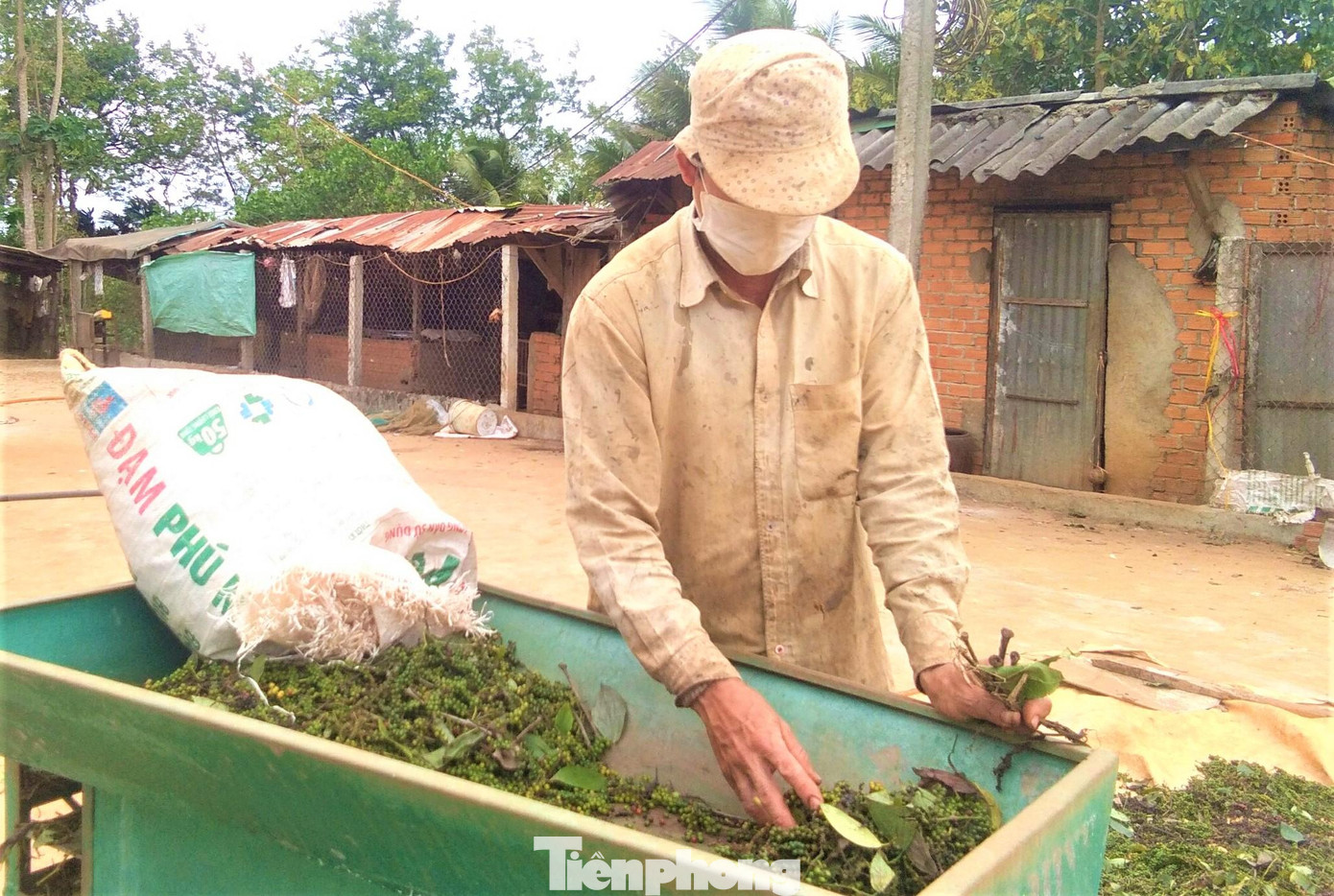 Người trồng tiêu kỳ vọng, giá hồ tiêu sẽ tiếp tục tăng trong thời gian tới Người trồng tiêu kỳ vọng, giá hồ tiêu sẽ tiếp tục tăng trong thời gian tới