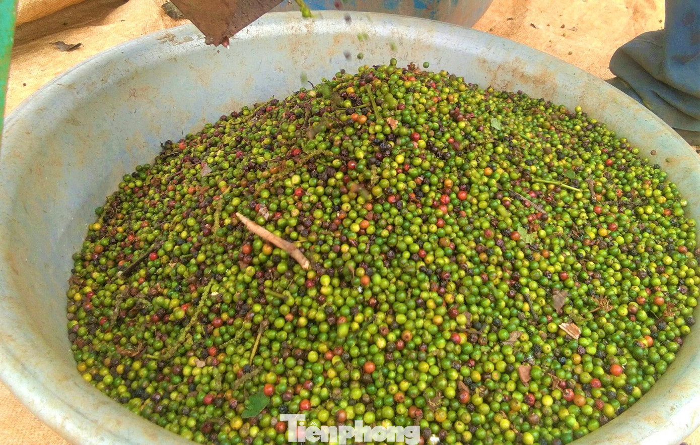 Hồ tiêu một thời được ví như "vàng đen" với mức giá chạm ngưỡng 200.000đ/kg Hồ tiêu một thời được ví như "vàng đen" với mức giá chạm ngưỡng 200.000đ/kg