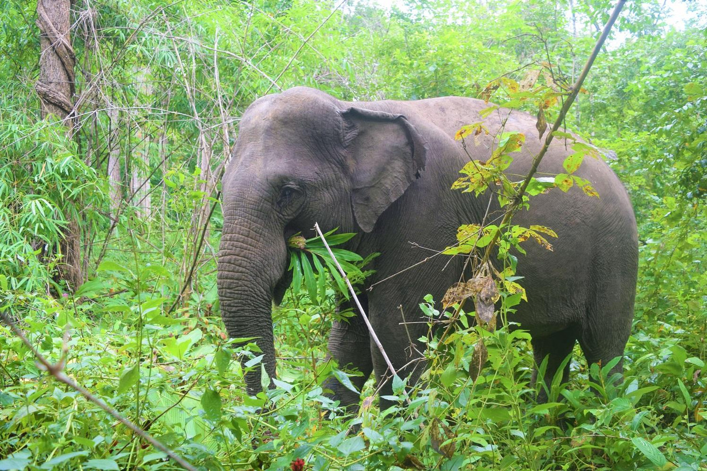 Vườn quốc gia Yok Don đang triển khai mô hình voi thân thiện Vườn quốc gia Yok Don đang triển khai mô hình voi thân thiện