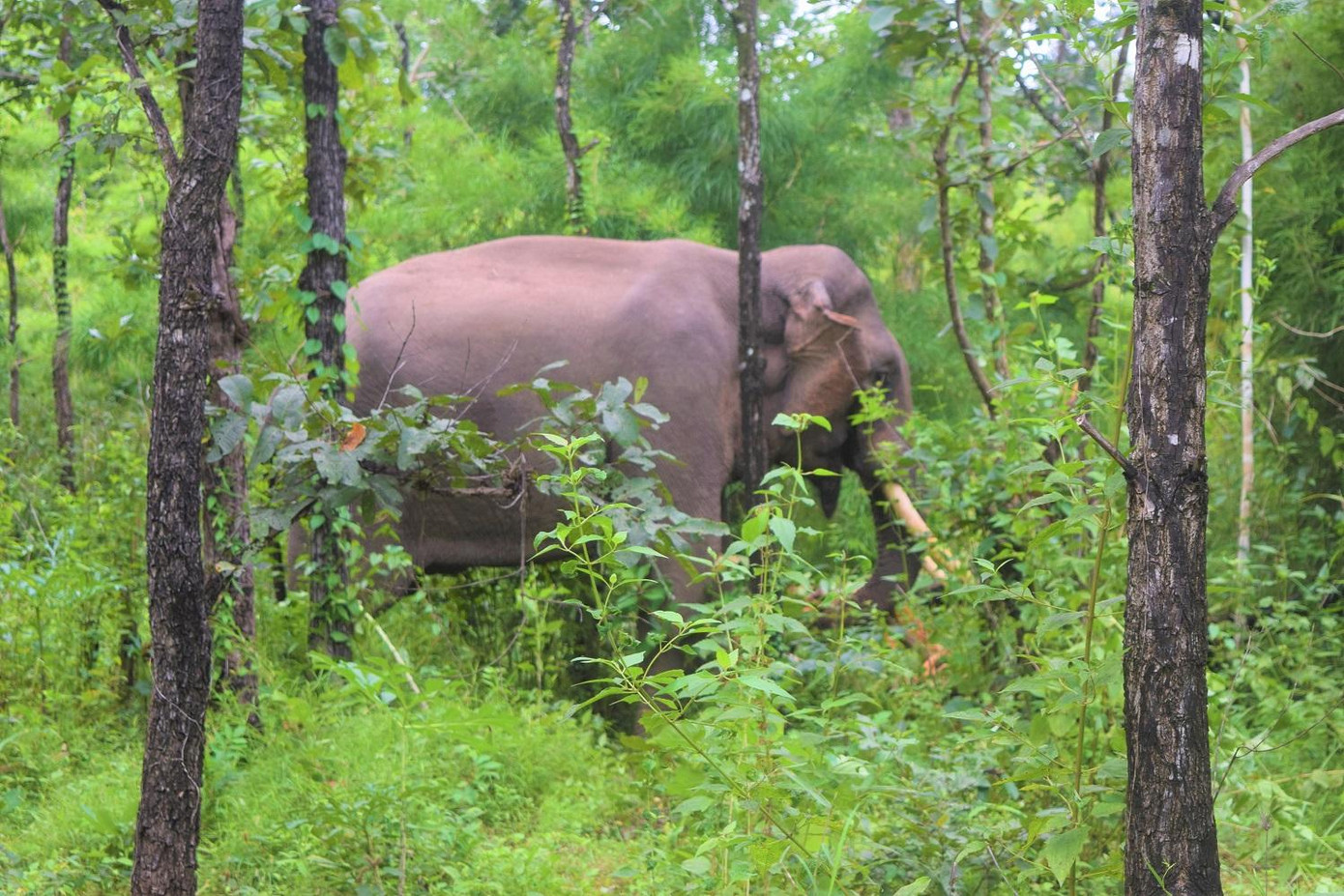 Mô hình voi thân thiện, du khách đứng xa ngắm, tìm hiểu thói quen của voi Mô hình voi thân thiện, du khách đứng xa ngắm, tìm hiểu thói quen của voi