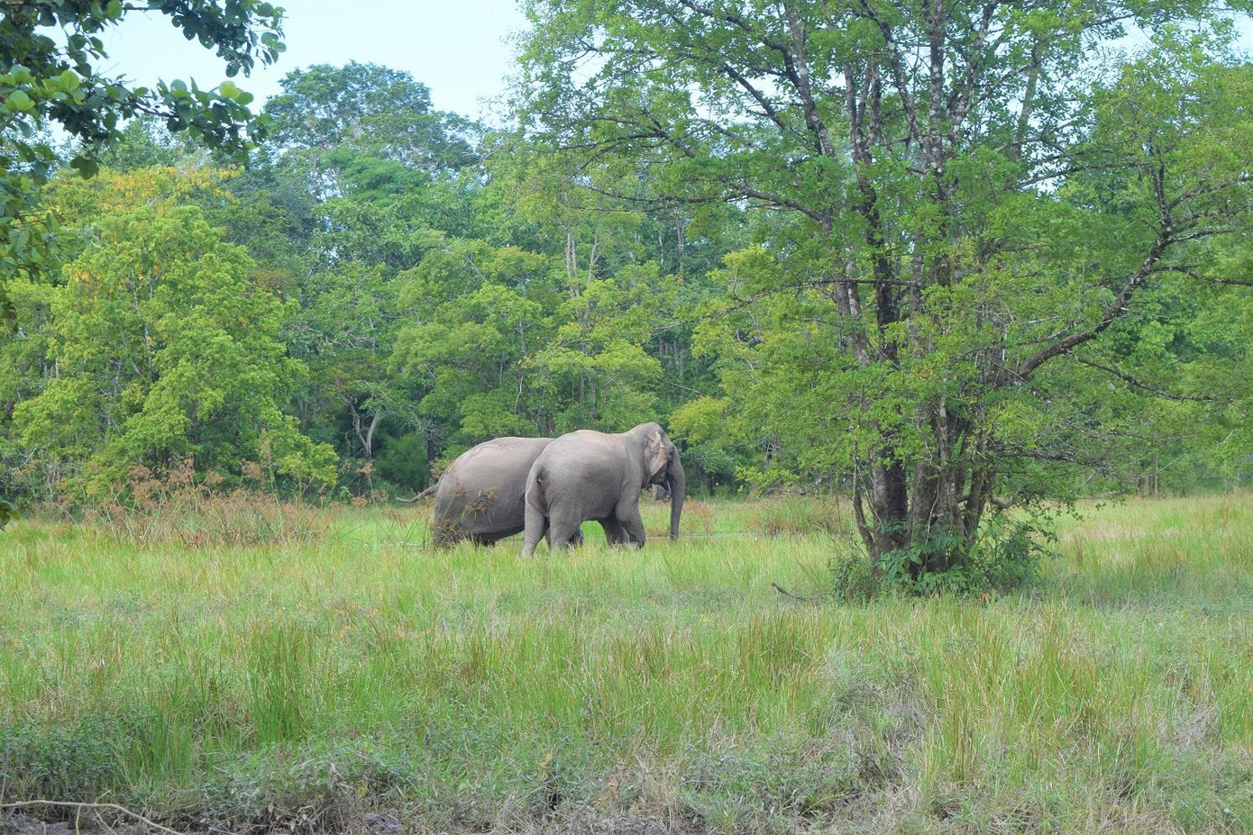 Hai cá thể voi trong Vườn quốc gia Yok Don Hai cá thể voi trong Vườn quốc gia Yok Don