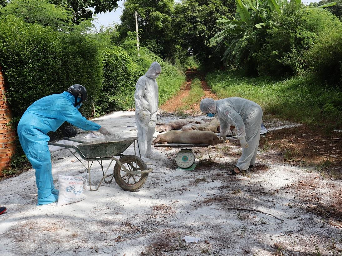 Cán bộ thú y tiêu hủy lợn bị dịch tả châu Phi Cán bộ thú y tiêu hủy lợn bị dịch tả châu Phi