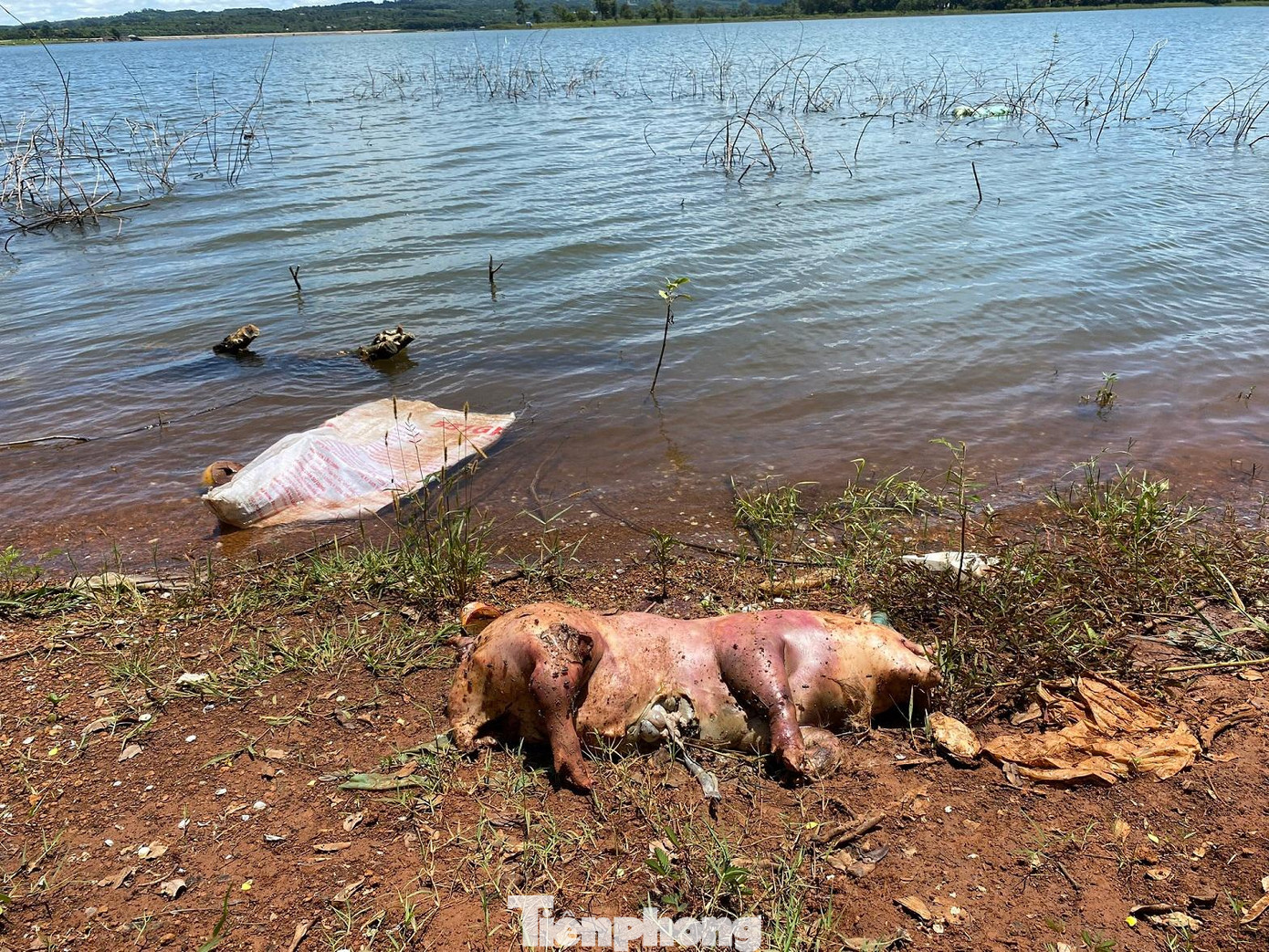 Xác lợn chết dạt vào bờ, thối rửa Xác lợn chết dạt vào bờ, thối rửa