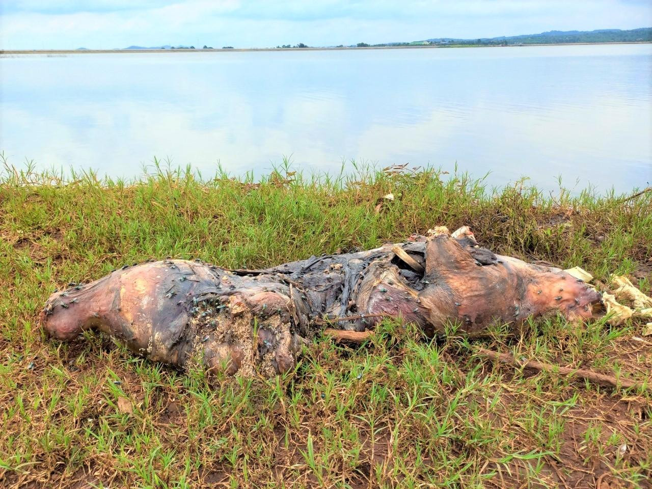 Một con lợn chết đang phân hủy