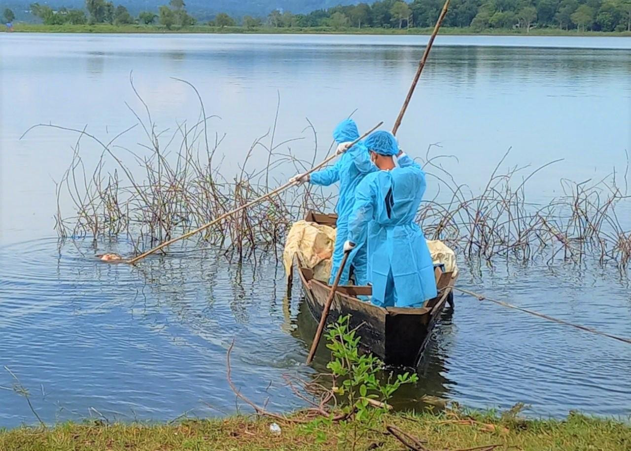 Cán bộ thú y mặc đồ bảo hộ trục vớt xác lợn chết thả trên hồ