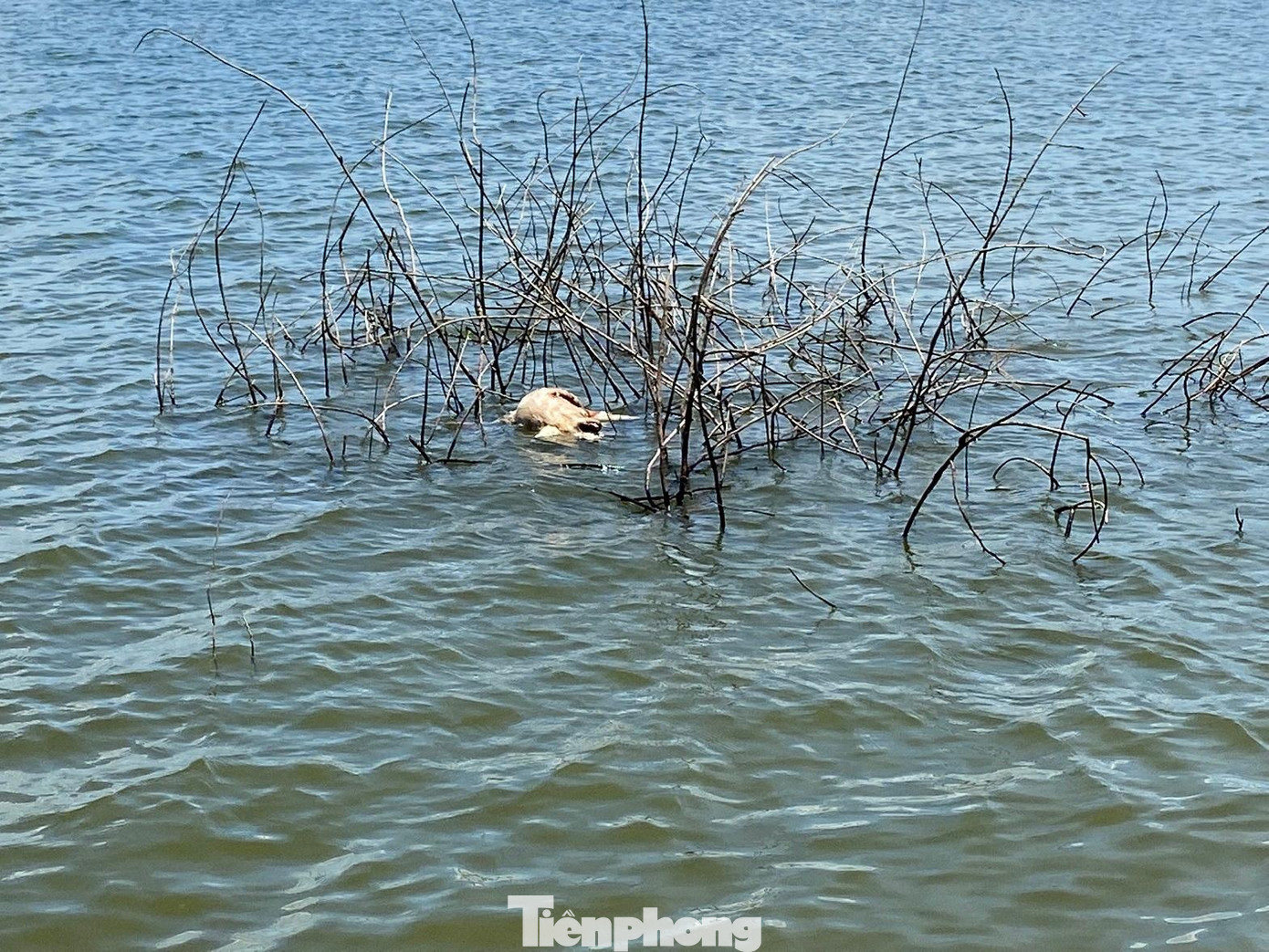 Cán bộ thú y khuyến cáo người dân cần tuân thủ quy trình xử lý động vật nuôi chết Cán bộ thú y khuyến cáo người dân cần tuân thủ quy trình xử lý động vật nuôi chết