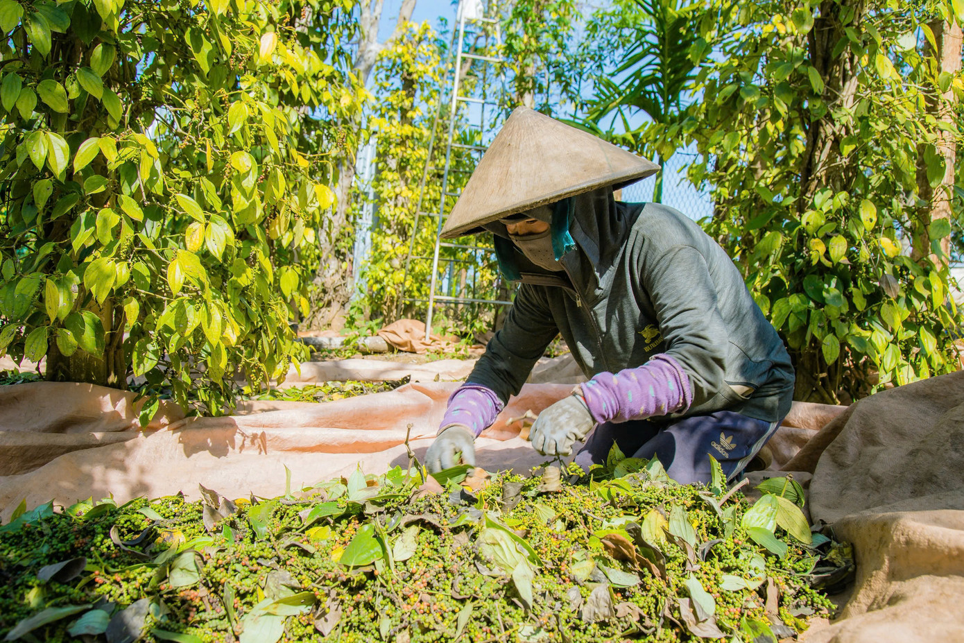 Nghề hái tiêu đòi hỏi sự chăm chỉ, kiên trì, chịu khó.