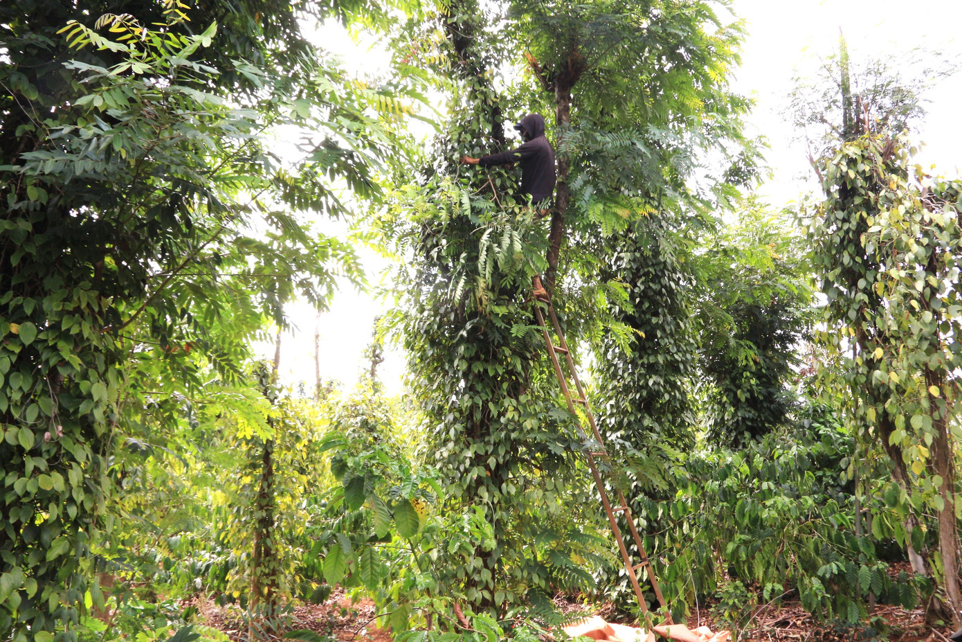 Người hái tiêu vắt vẻo trên chiếc thang trong nhiều giờ đồng hồ.