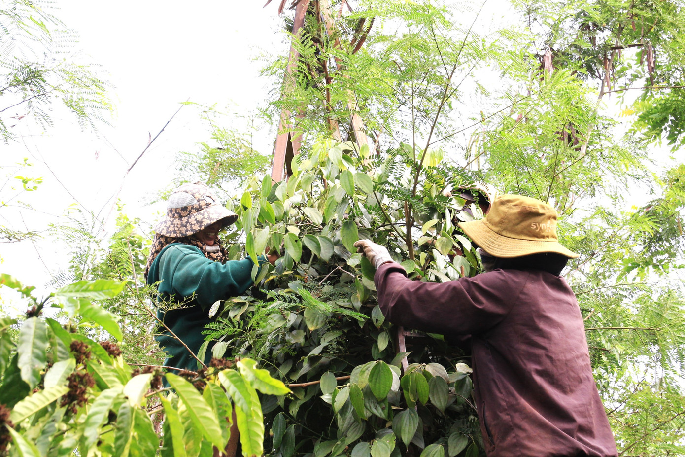 Người dân Đắk Lắk đang thu hoạch hồ tiêu.