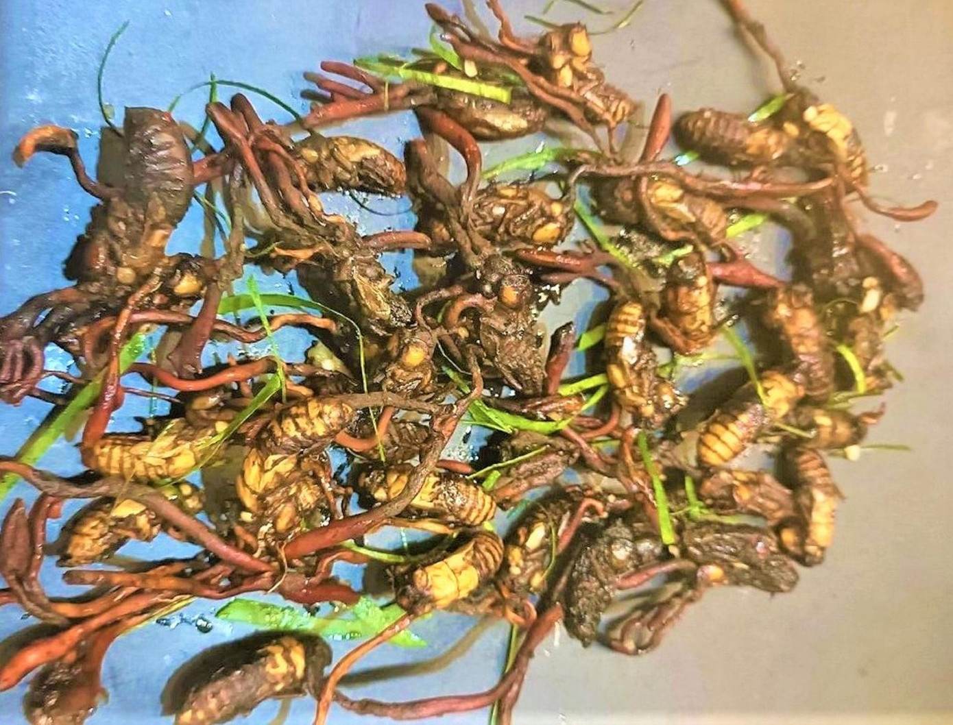 Loại nhộng ve sầu mà các bệnh nhân đã ăn