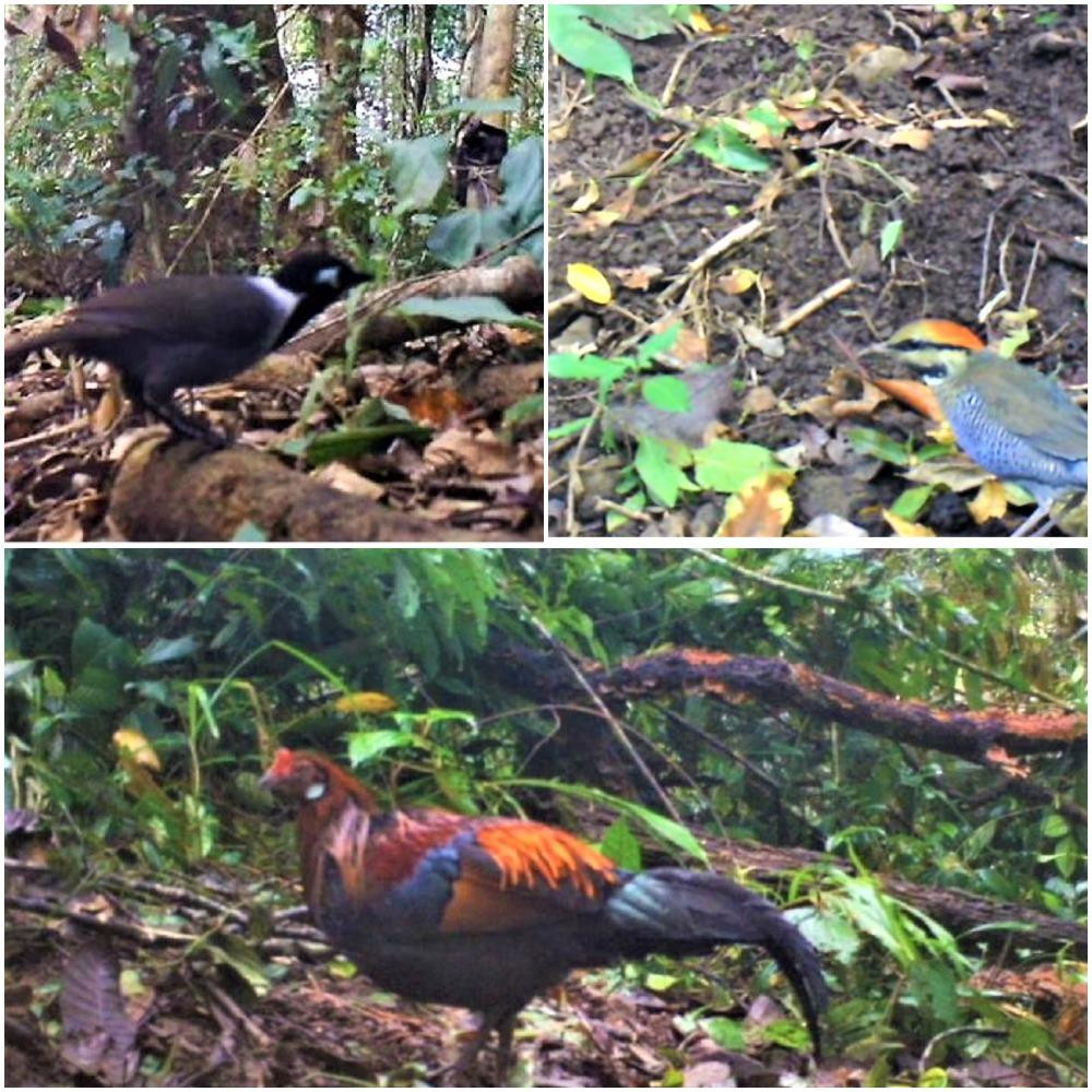 Một số loài động vật quý hiếm ghi nhận tại VQG Một số loài động vật quý hiếm ghi nhận tại VQG