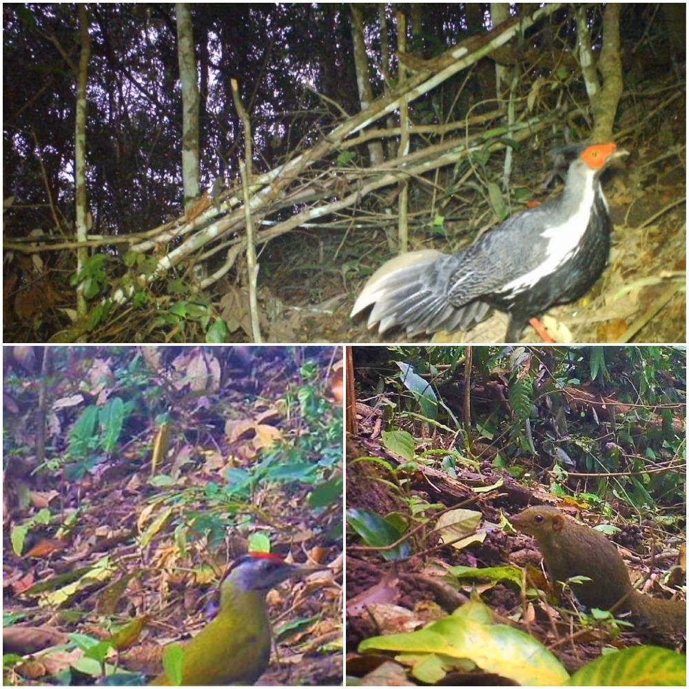 Đoàn công tác Trường Đại học Nông lâm TP. Hồ Chí Minh đã đặt bẫy ảnh để khảo sát Đoàn công tác Trường Đại học Nông lâm TP. Hồ Chí Minh đã đặt bẫy ảnh để khảo sát