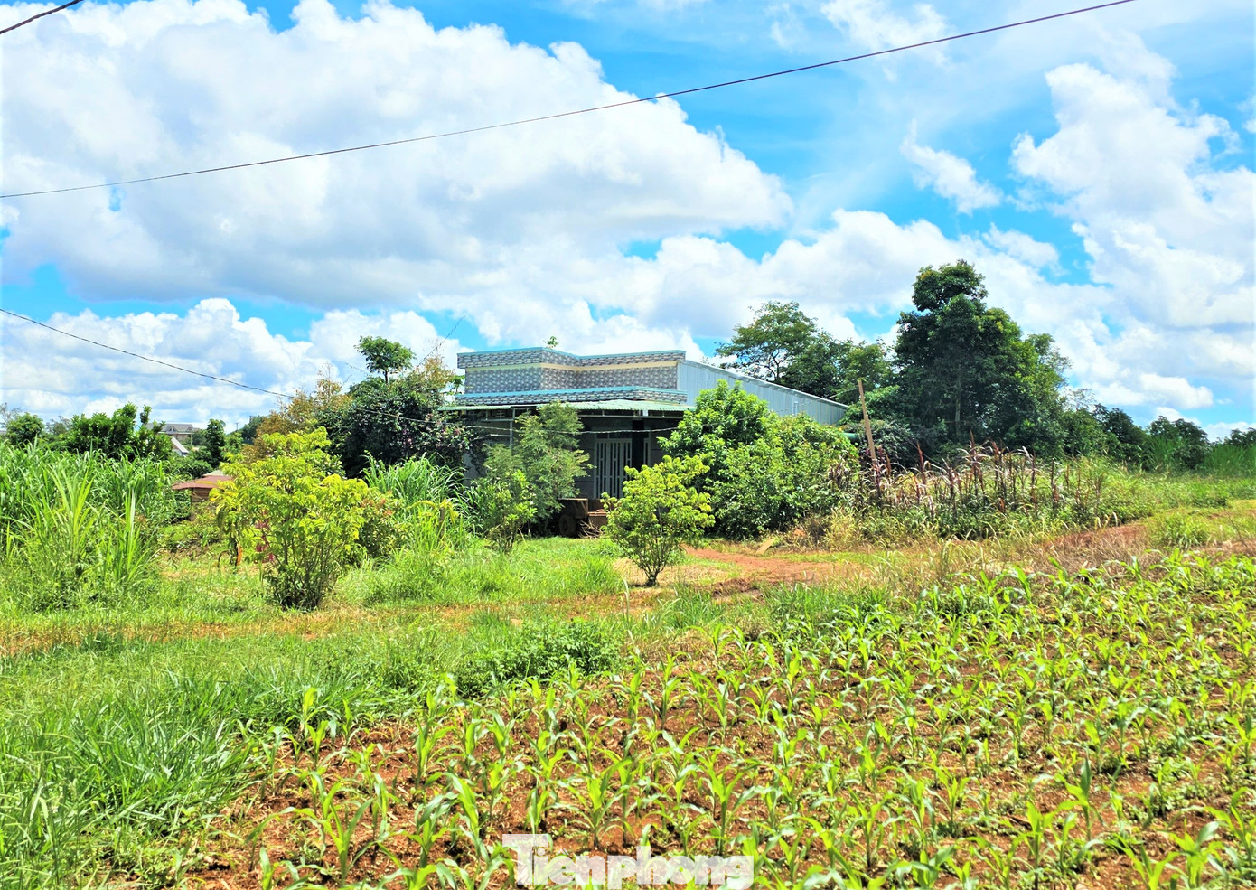 Dự án trồng cao su nhưng thực tế đã bị phá trắng. Dự án trồng cao su nhưng thực tế đã bị phá trắng.