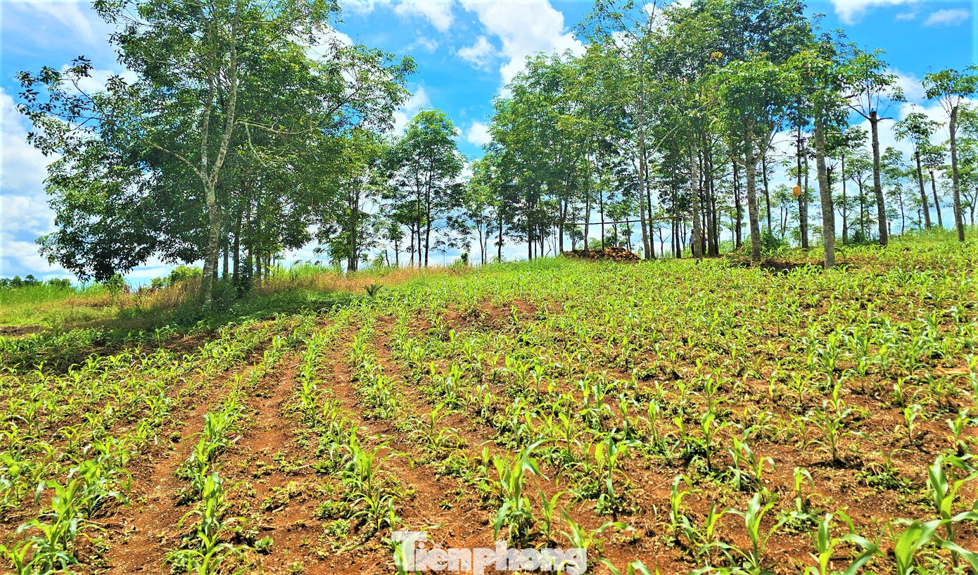 Hiếm hoi mới thấy cao su lạc giữa nương ngô Hiếm hoi mới thấy cao su lạc giữa nương ngô