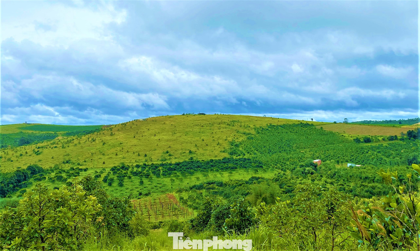 Nguyên quả đồi từng là rừng cao su, nay bị cạo trọc. Nguyên quả đồi từng là rừng cao su, nay bị cạo trọc.