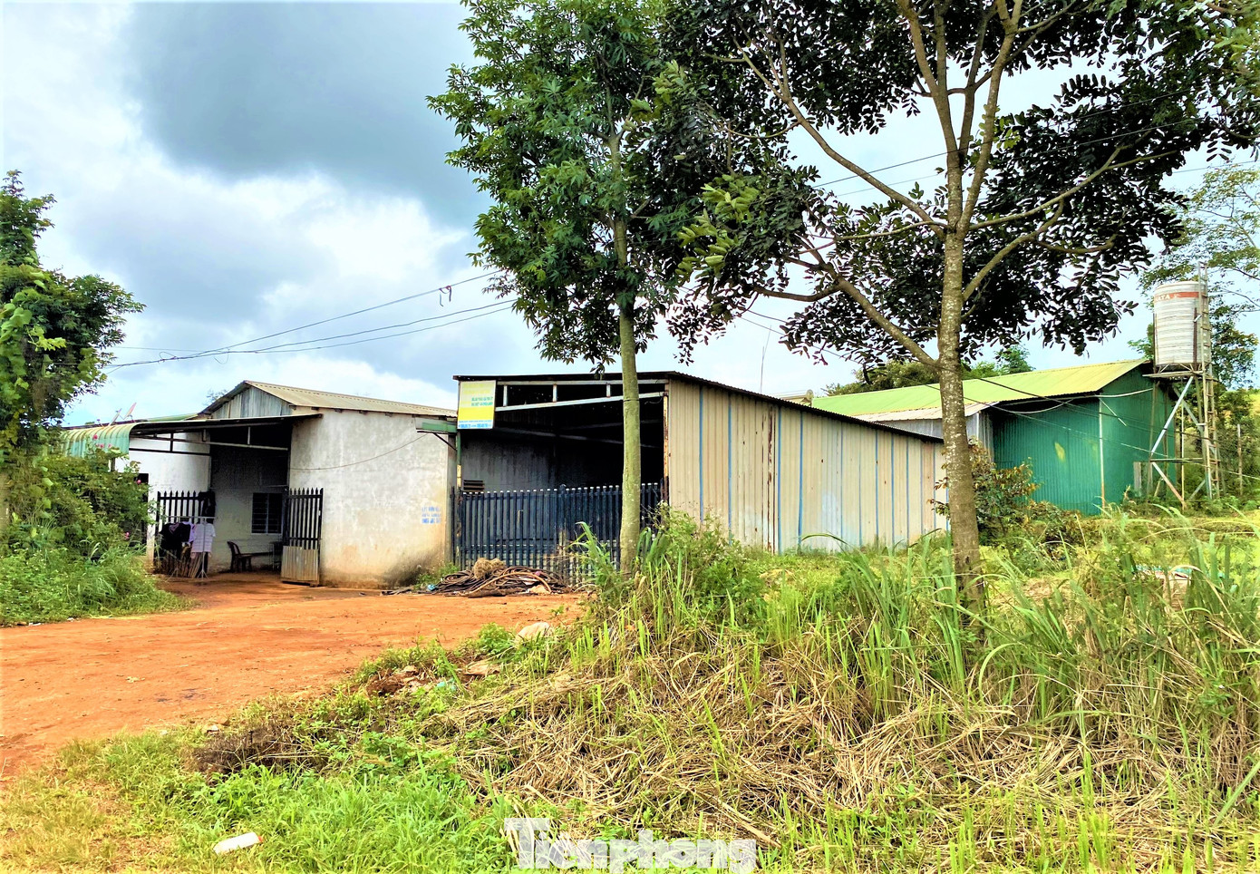 Cao su ngã xuống, nhà cửa mọc lên. Cao su ngã xuống, nhà cửa mọc lên.