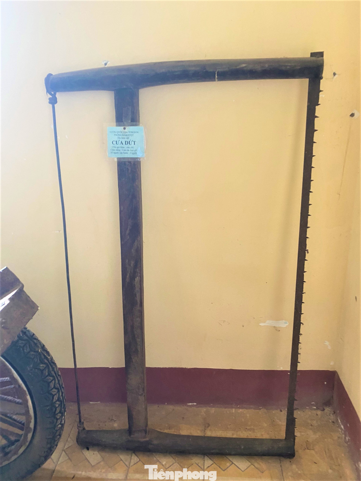 Một loại cưa dùng để cưa cây rừng Một loại cưa dùng để cưa cây rừng