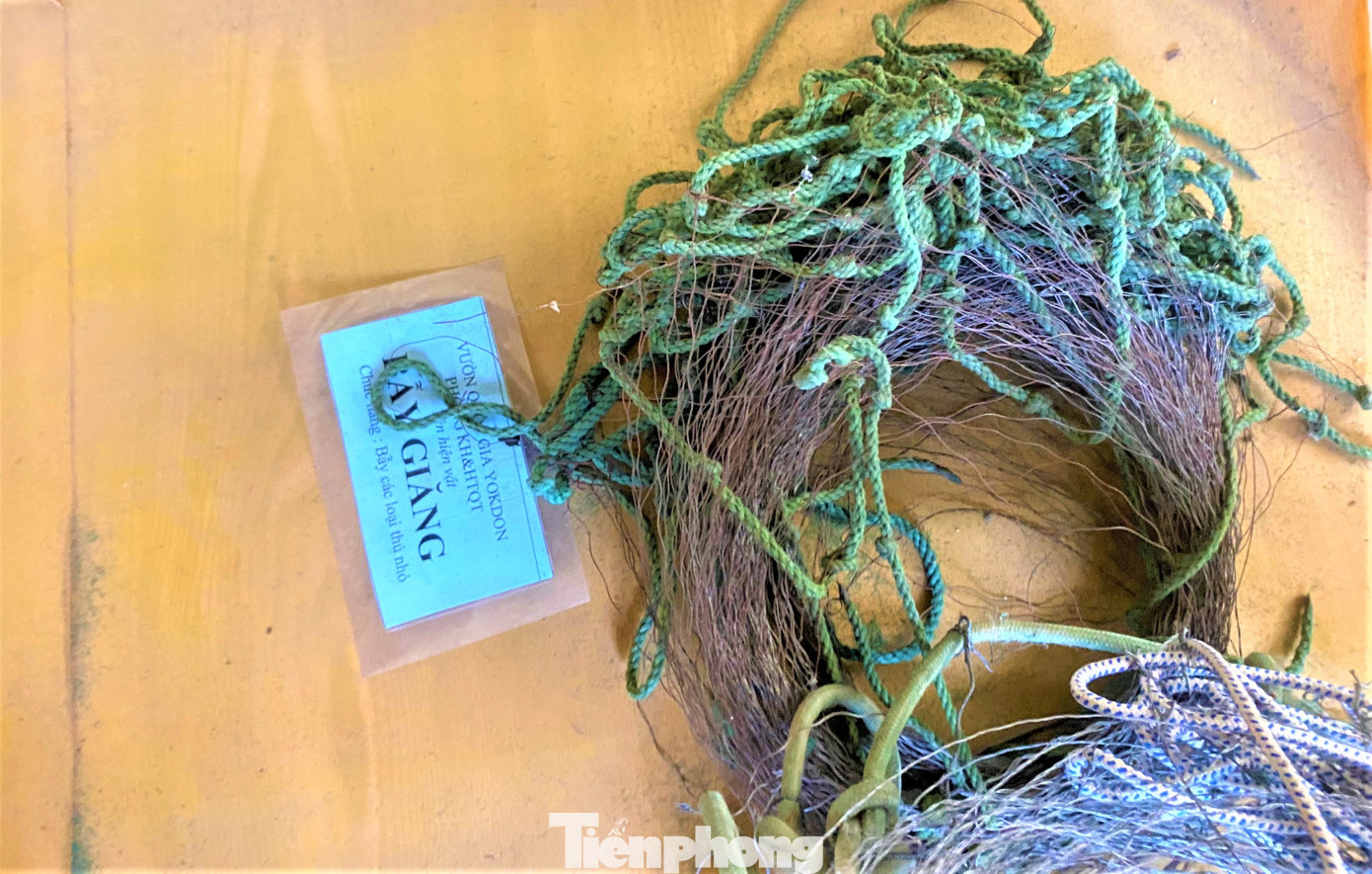 Bẫy Giăng để bắt thú Bẫy Giăng để bắt thú