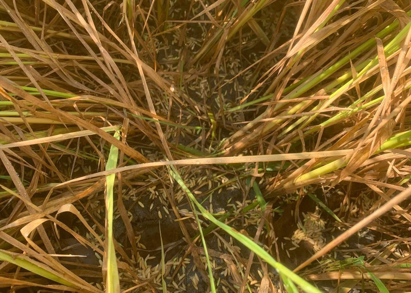 Lúa sắp đến ngày thu hoạch bị rụng hạt