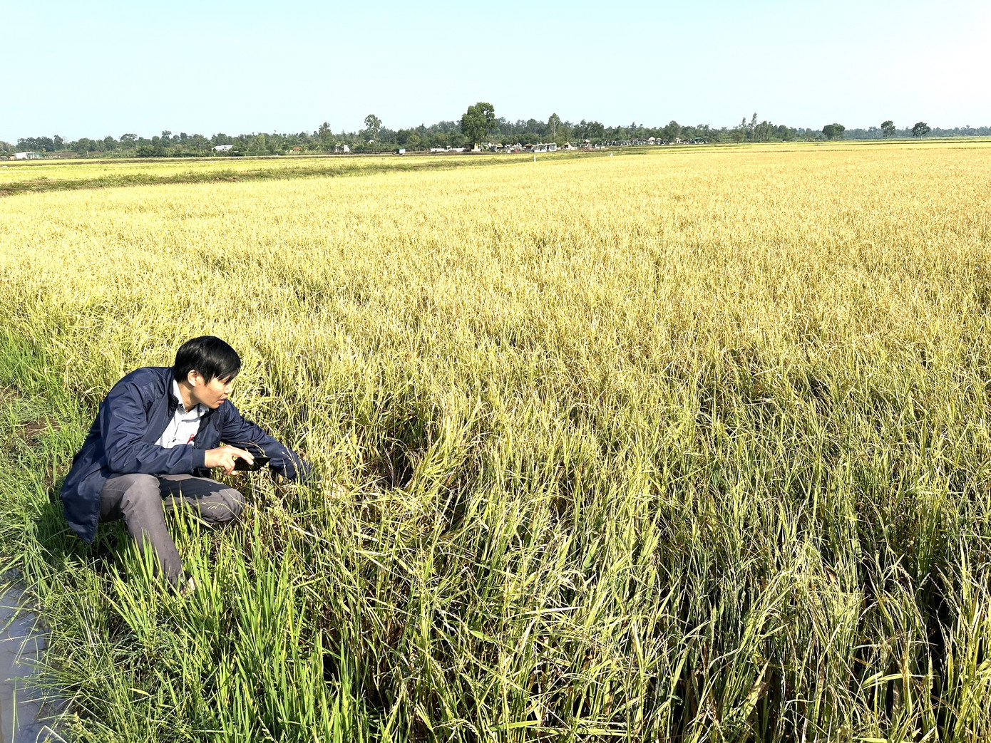 Đơn vị chuyên môn kiểm tra thực tế diện tích lúa bị thiệt hại do mưa đá