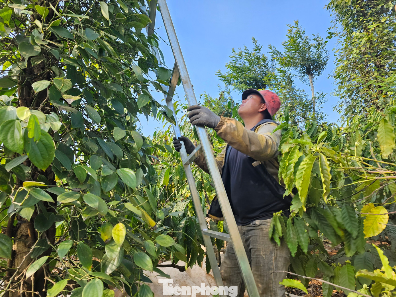 Anh Y Bret từng bị chiếc thang đập vào đầu