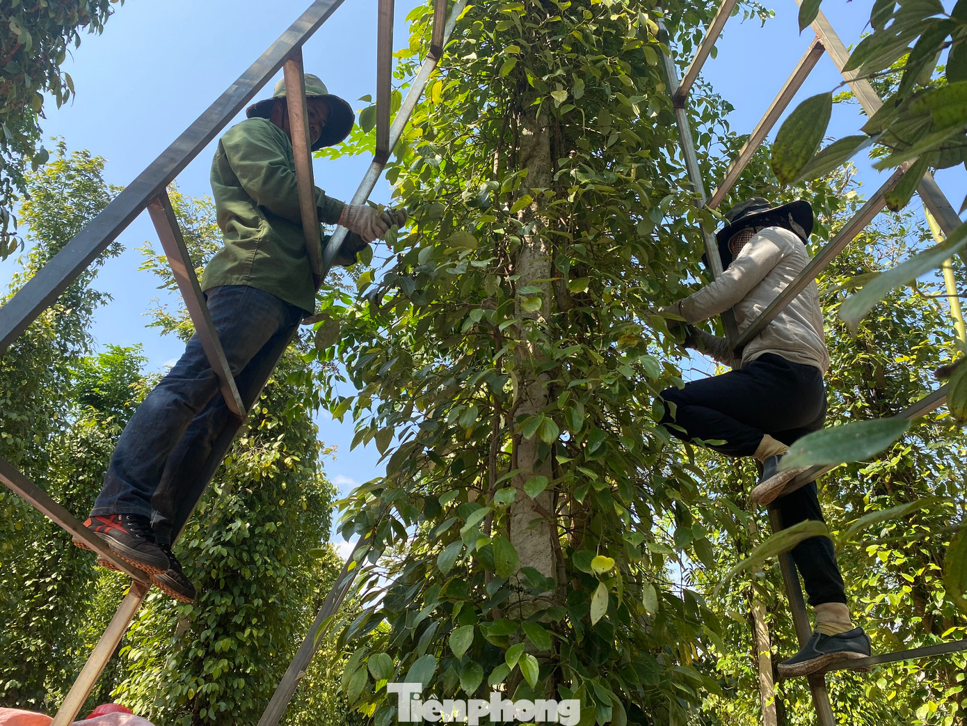 Do đặc thù nên người thu hoạch phải sử dụng thang để hái tiêu