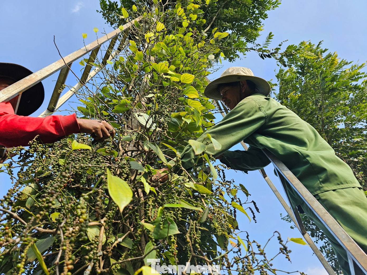 Để hạn chế đứng trên thang cao lâu, mỗi trụ tiêu thường có 2-3 người hái
