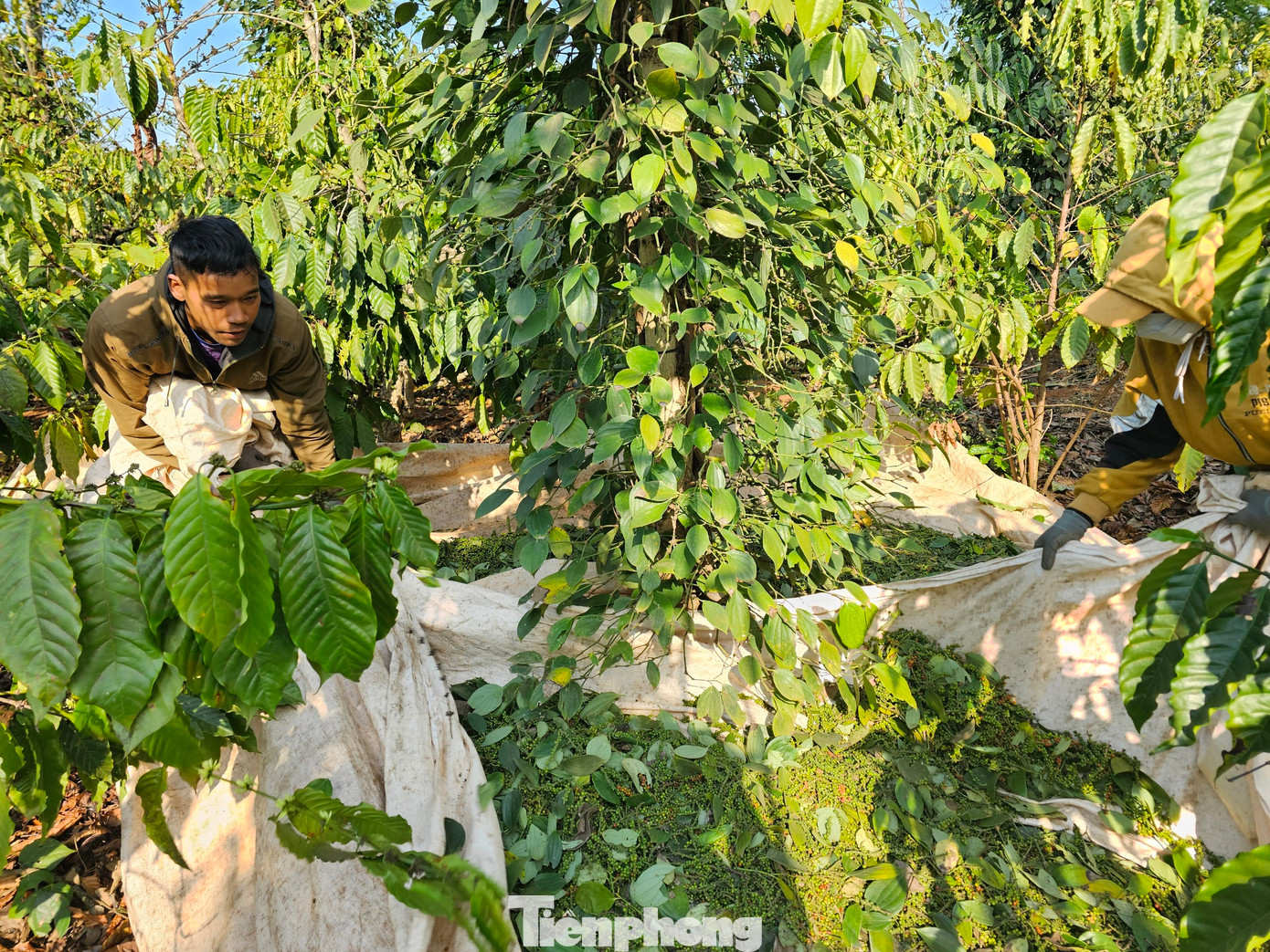 Mỗi năm có hàng chục vụ tai nạn khi hái tiêu