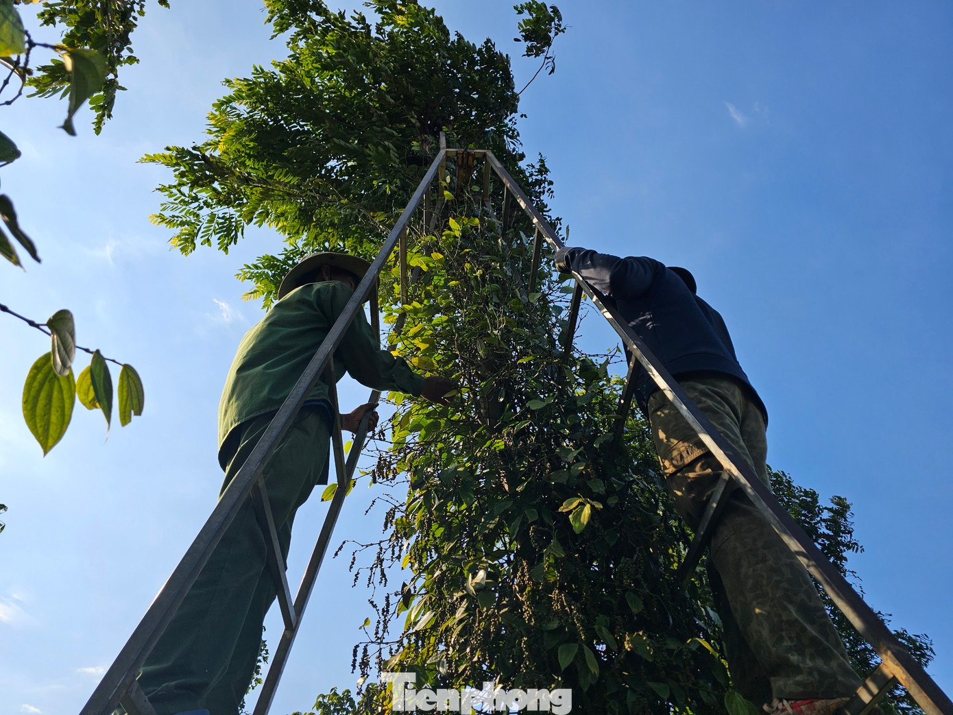 Mùa thu hoạch tiêu trúng mùa gió thổi mạnh